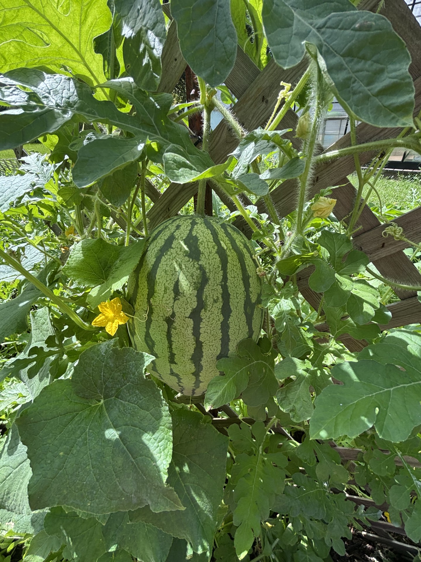 Watermelon